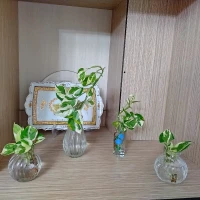 رأی پاک