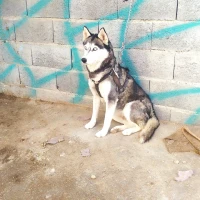 آواتار رونالدو