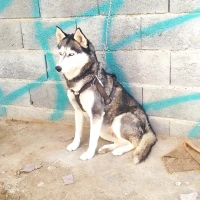 آواتار رونالدو